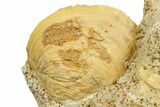 Jurassic Ammonite (Oecotraustes) and Clam Fossil - France #367811-2